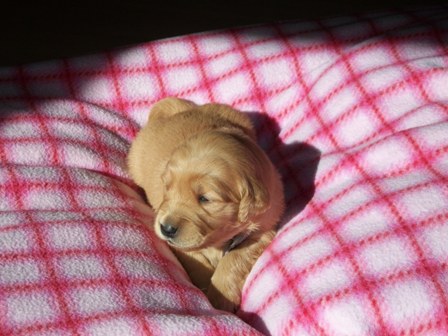 picture of Purple Bling 3